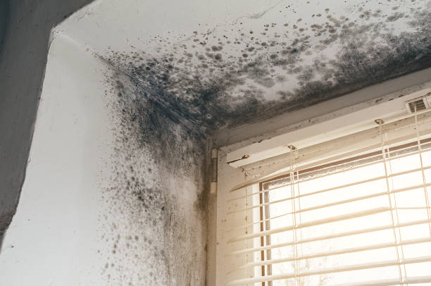 Affordable Crawl Space Mold Removal solutions in Mountain Lakes, NJ